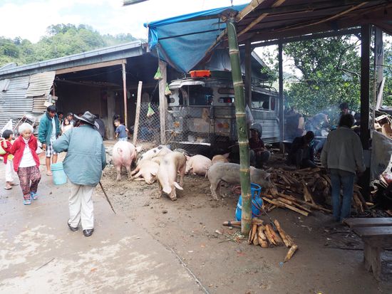 Traditionelles Begräbnis - jeden Tag werden 3 Schweine geschlachtet!