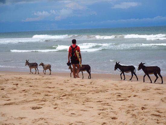 everybody goes surfing 