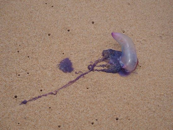 Portugiesische Galeere 