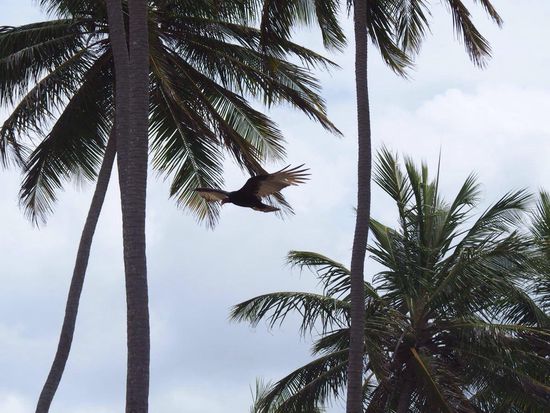 Strandpolizei mit 2 m Spannweite
