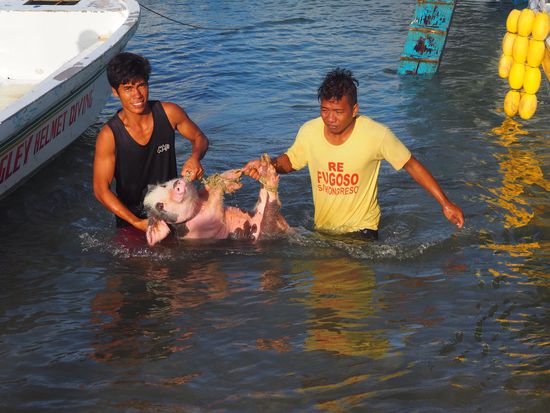 ...auch lebende Schweine werden transportiert!