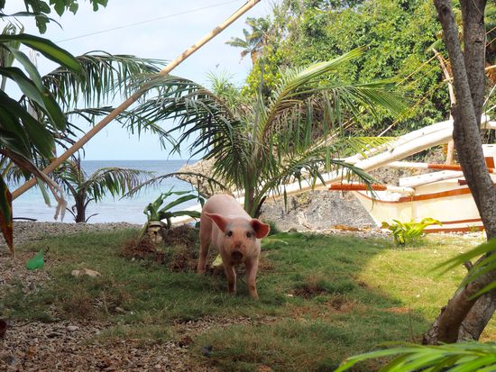 Unser Lieblingsschwein - sooo süß!