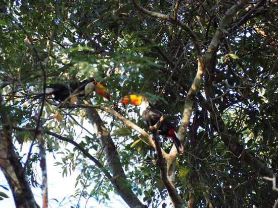 "Tukan-Turteltäubchen"