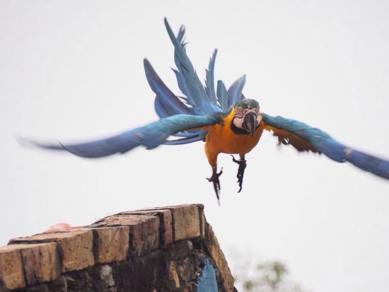 blau-gelber Ara im Anflug