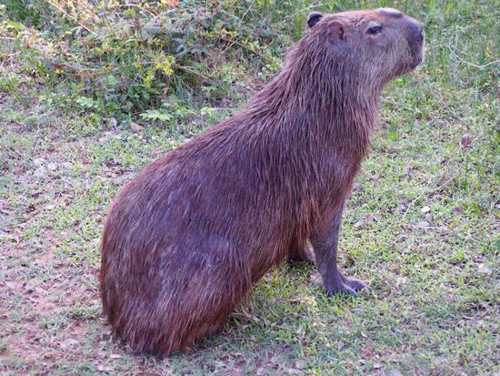 Wasserschwein (Capivara) - das größte Nagetier der Welt!