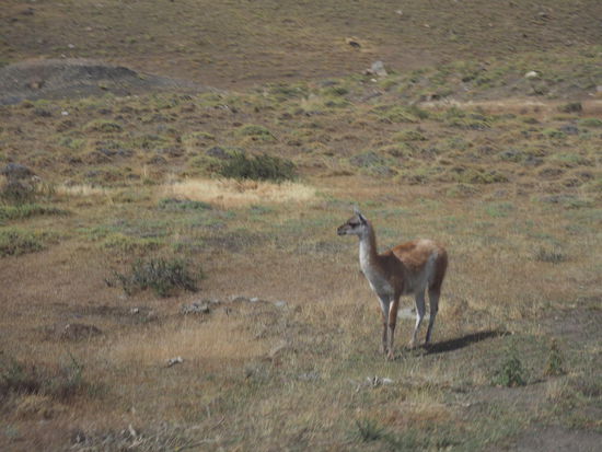 Guanaco