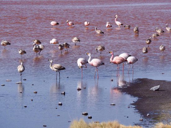 alle drei Arten versammelt