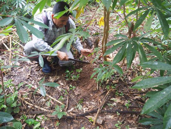 Maniokpflanze und -wurzel