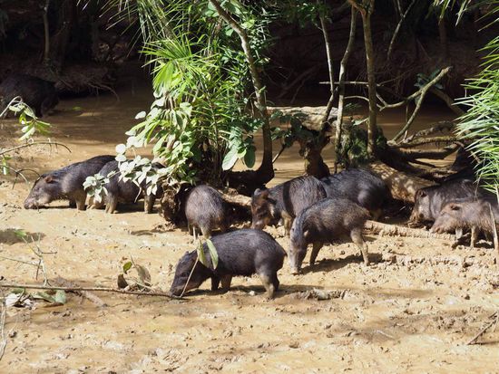Die Geräusche dazu waren noch spektakulärer!