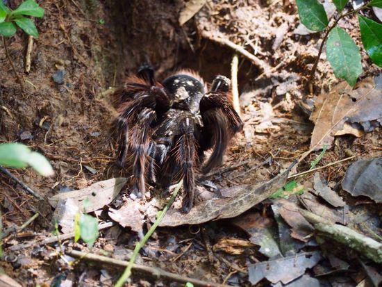 Riesentarantel (ca. 20 x 20 cm)