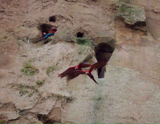 Die Ara sind immer als Paar unterwegs...