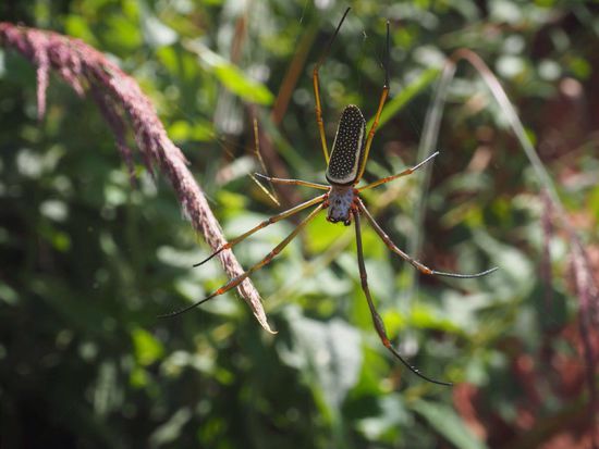 äußerst giftig - vor der Spinne sind selbst die Einheimischen zurück gewichen.