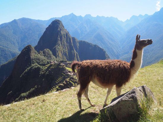 Lama laufen frei herum und "posieren" für die Touristen 