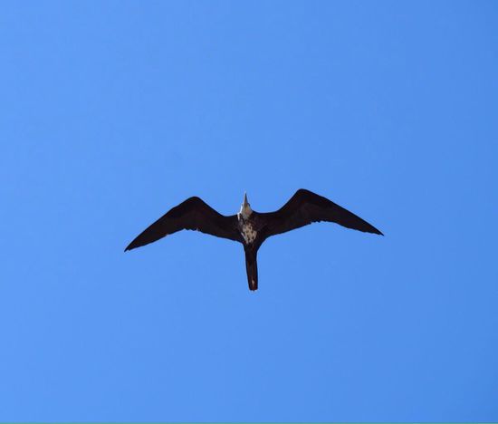 Fregattvogel