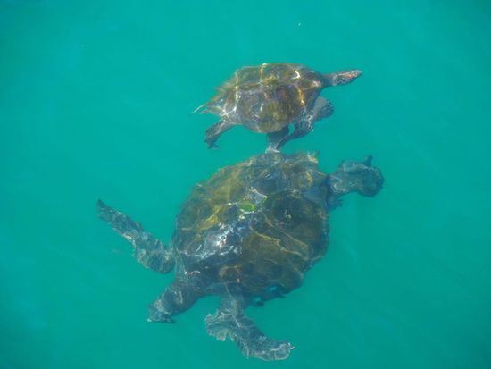 Es schwimmen mindestens zehn riesige "Green Turtles" neben uns... in freier Natur!