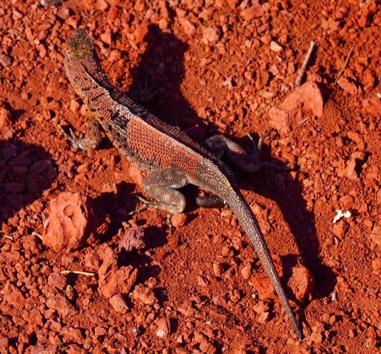 Wer findet den Galapagos-Landiguana?