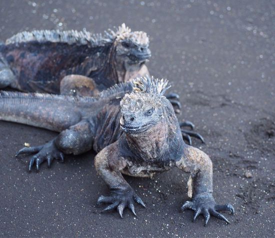 Sie sehen gefährlich aus - sind es aber nicht!