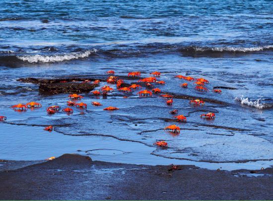 Tausende Rote Klippenkrabben