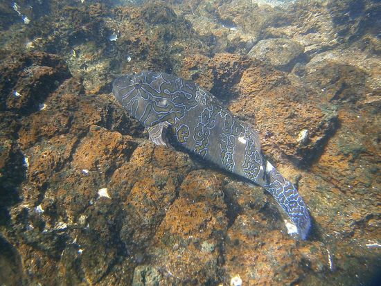 schöne Unterwasserwelt