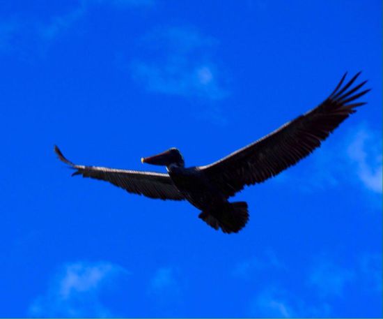 Pelikan beim Beutefang...