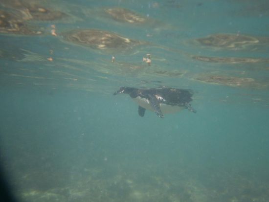 So kleine Pinguine gibts nur auf Galapagos