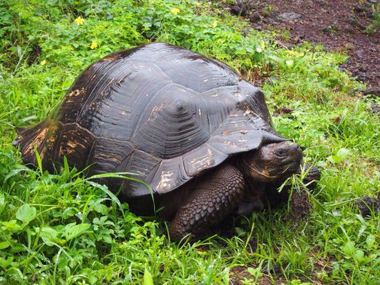 Landschildkröte in freier Natur - werden bis 200 Jahre alt!