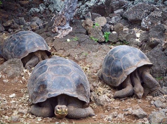 Landschildkröten in der Zucht!