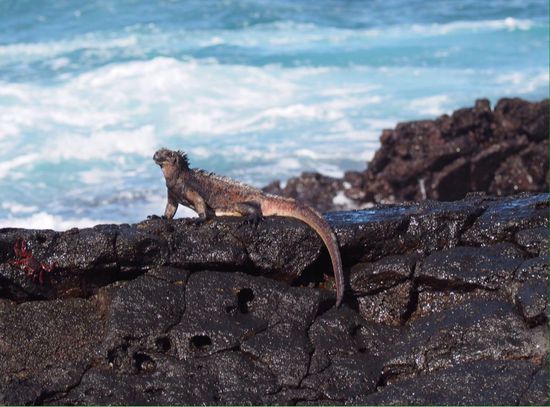 Marine-Iguaner