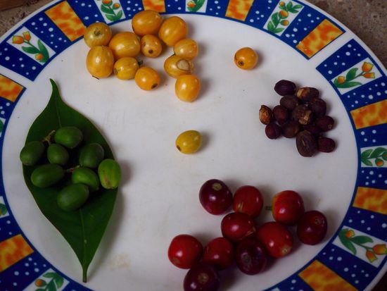 verschiedene Kaffeebohnen nach der Ernte...