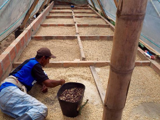 ...anschließend werden sie getrocknet