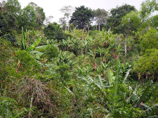 Typische, traditionelle Plantagenlandschaft