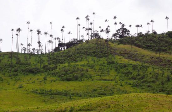 60 m hohe Wachspalmen ragen empor...