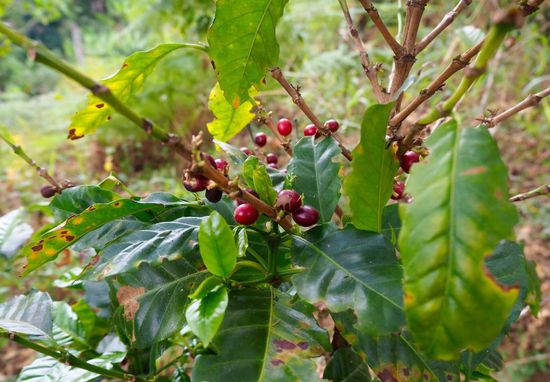 Kaffeepflanze vor der Ernte...