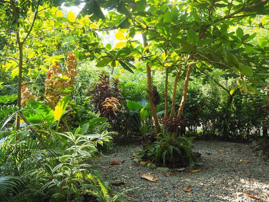 Tropengarten unserer Pousada - find die Katze 