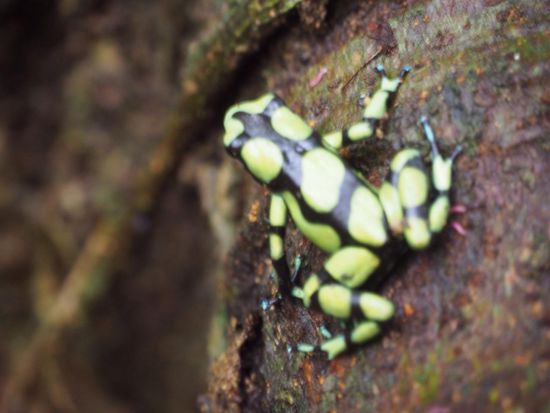 green frog - wunderschön, aber äußerst giftig