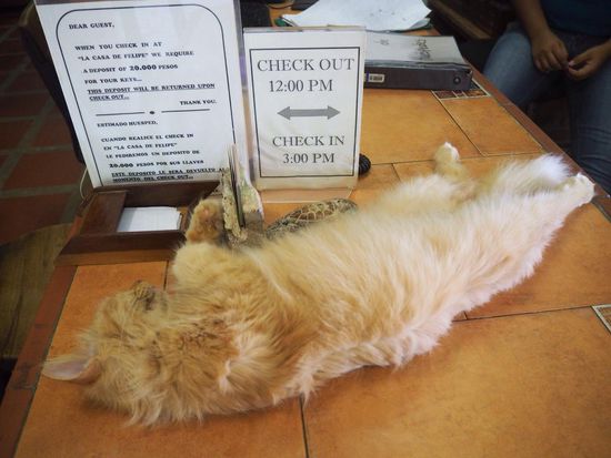 die Hauskatze des Hostels in der typischen Siesta-Position 