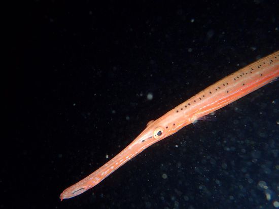 Trompetenfisch