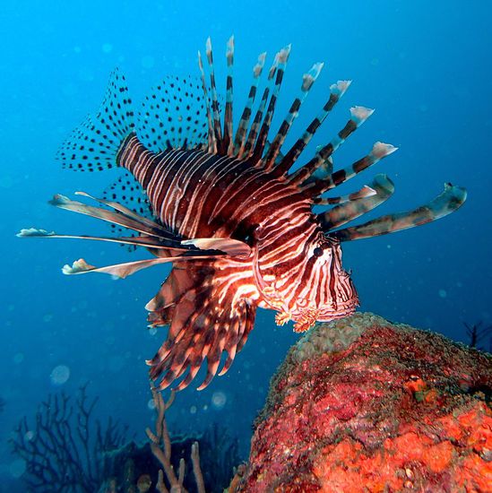 Der in der Karibik nicht beliebte lionfish