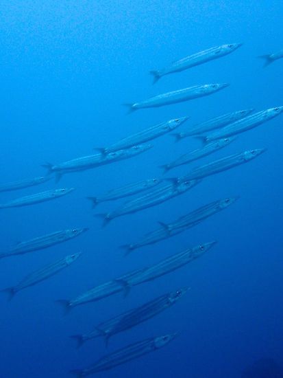 Barracudas