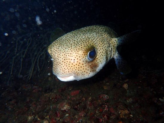 Boxfish