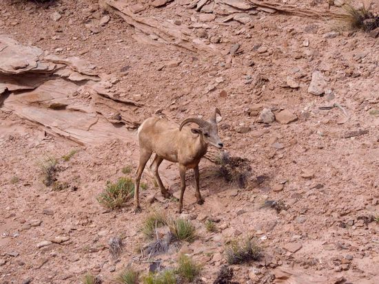 bighorn sheep