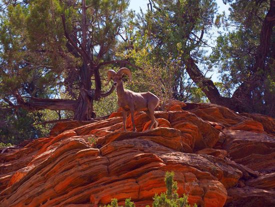 bighorn mountain sheep