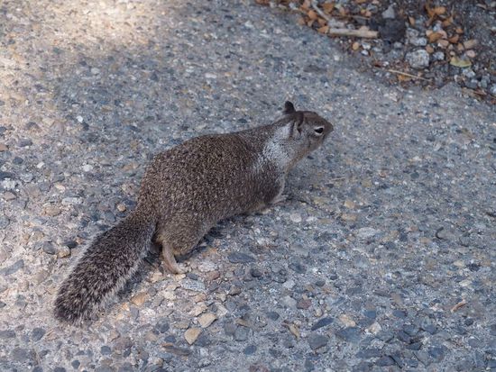 chipmunk... sehr süss!