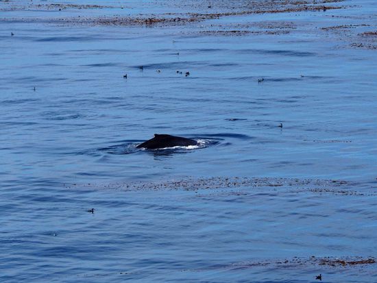 Unser erster Buckelwal - sooo genial!