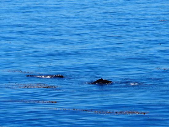Walkuh mit ihrem Jungen... grandios, wie das Kleine die Mama nachmacht!