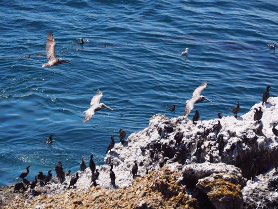 Seelöwen, Pelikane und viele andere Vögel sind auf Beutefang...