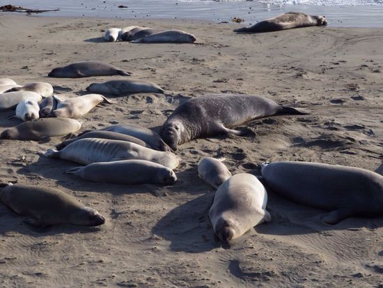 Seeelefanten bewegen sich ganz langsam 