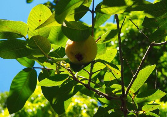 Guaven wachsen hier überall... sehr lecker!