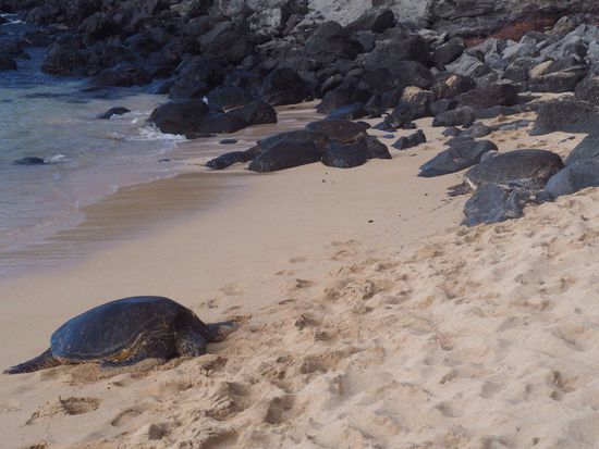 Hier rasten sich die "Green Turtles" aus - ist kein Witz... es wurde eine eigene Ruhezone eingerichtet!