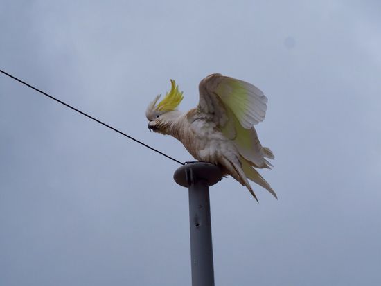 Kakadu - ein echtes "Foto-Model"